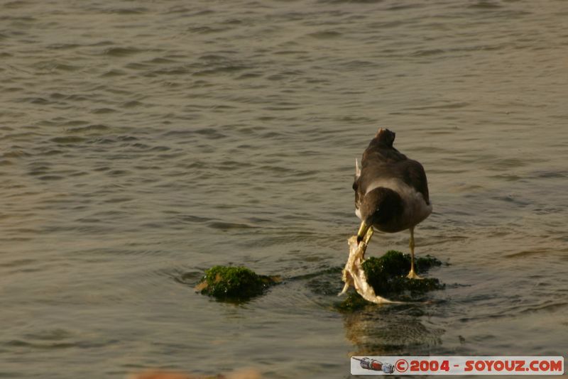 Peninsula de Paracas
Mots-clés: peru animals oiseau mer