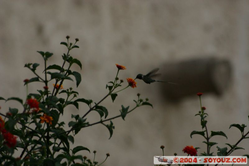 Arequipa - Monasterio de Santa Catalina - Colibri
Mots-clés: peru fleur animals oiseau colibri