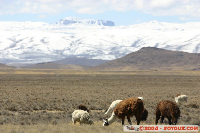 Reserva Nacional Salinas y Aguada Blanca - Lamas
Mots-clés: peru animals Lama Montagne Neige
