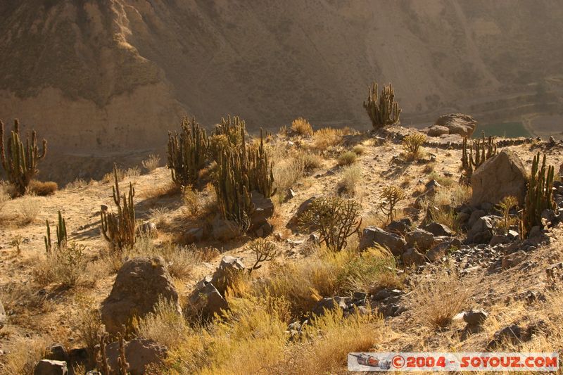 Canyon del Colca
Mots-clés: peru