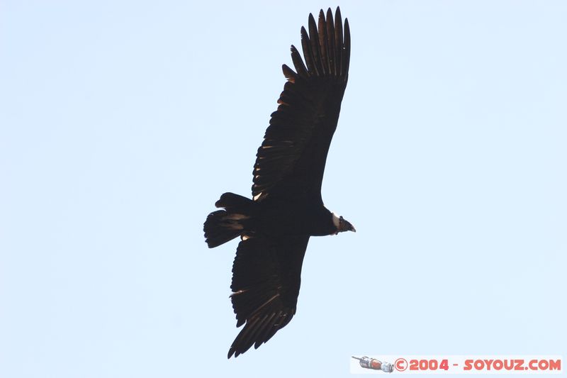 Canyon del Colca - Condor
Mots-clés: peru animals oiseau condor