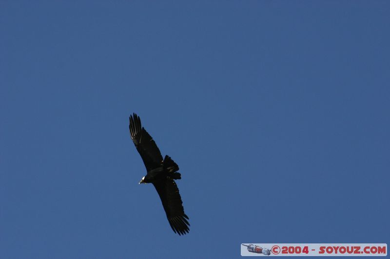 Canyon del Colca - Condor
Mots-clés: peru animals oiseau condor