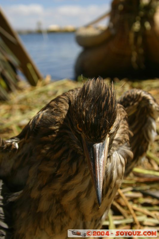 Lago Tititaca - Islas Flotantes de los Uros
Mots-clés: peru animals oiseau Roseau