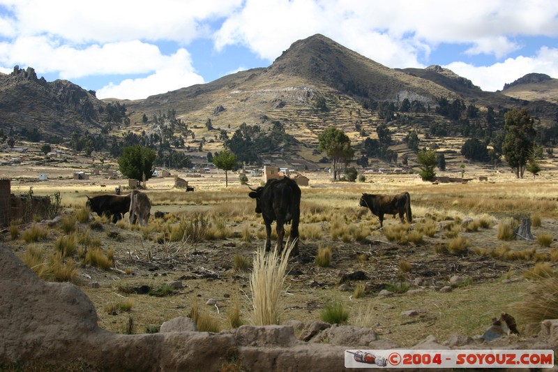 Lac Titicaca - Bahia de Copacabana
Mots-clés: animals vaches