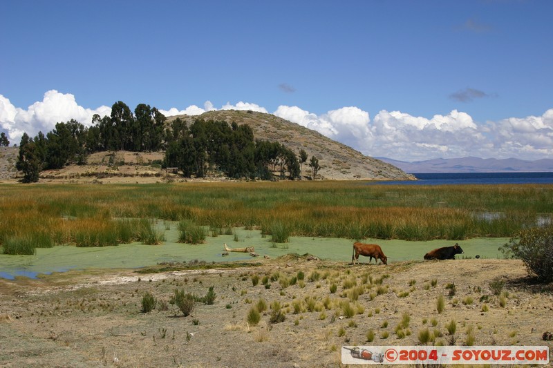 Lac Titicaca - Bahia de Copacabana
Mots-clés: Lac
