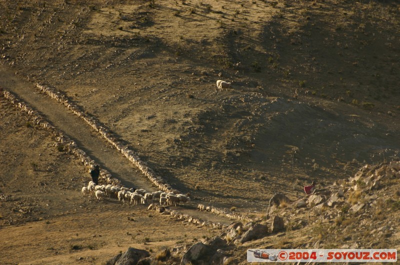 Isla del Sol - Bergers
Mots-clés: animals Mouton