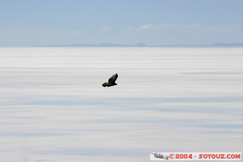 Isla Pescado (or Incahuasi) - Aigle
Mots-clés: animals oiseau Aigle