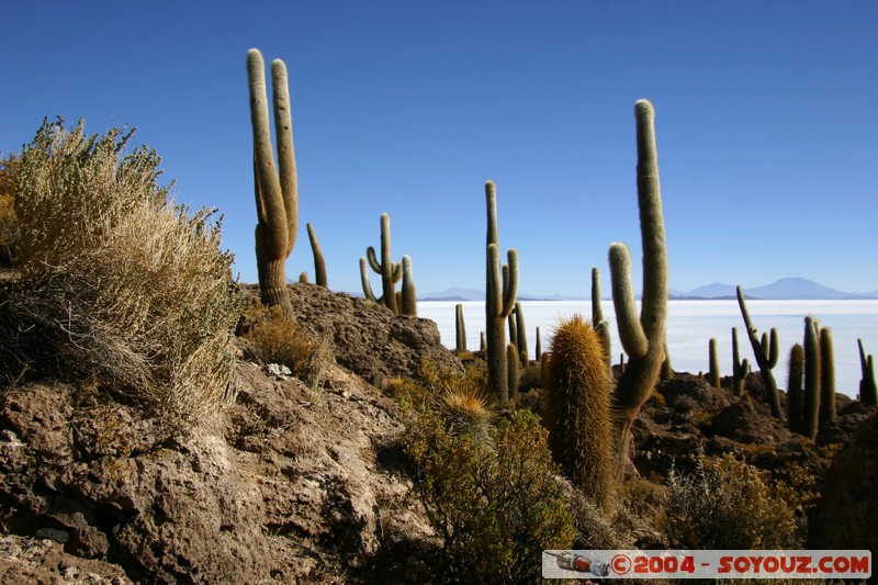 Isla Pescado - Cardons (cactus)
