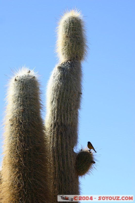 Isla Pescado - Cardons (cactus)
Mots-clés: plante cactus