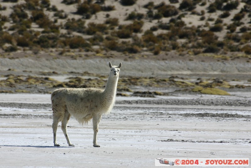 Salar Chiguana - Lama
Mots-clés: animals Lama