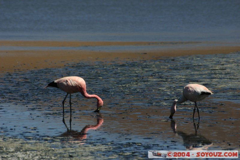 Laguna Canapa - Flamenco Andino
Mots-clés: animals oiseau flamand rose