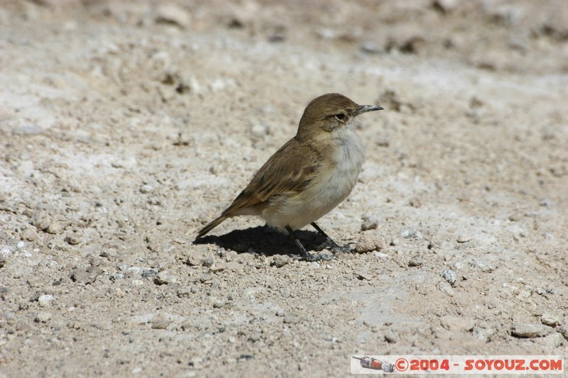 Laguna Hedionda - Oiseau
Mots-clés: animals oiseau