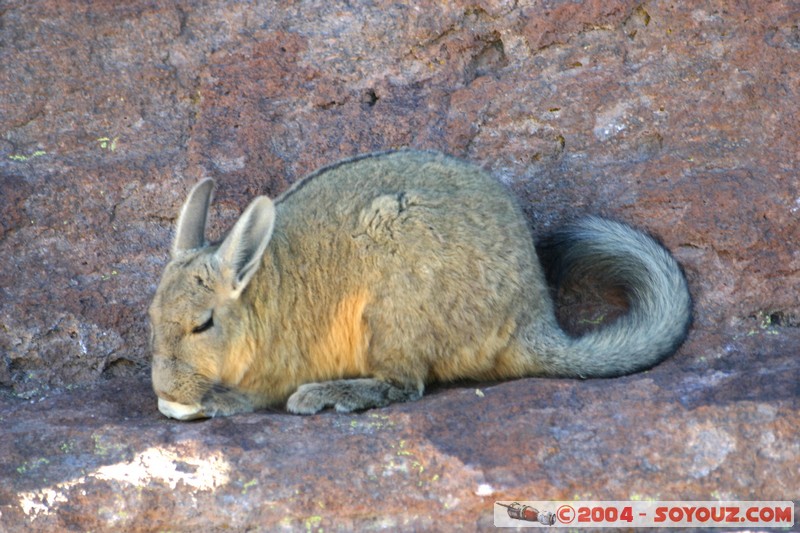Zona de lagunas - Viscacha
Mots-clés: animals viscachas