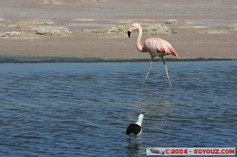 Salar de Atacama - Laguna Chaxa - Flamenco Chileno
Mots-clés: chile animals oiseau flamand rose