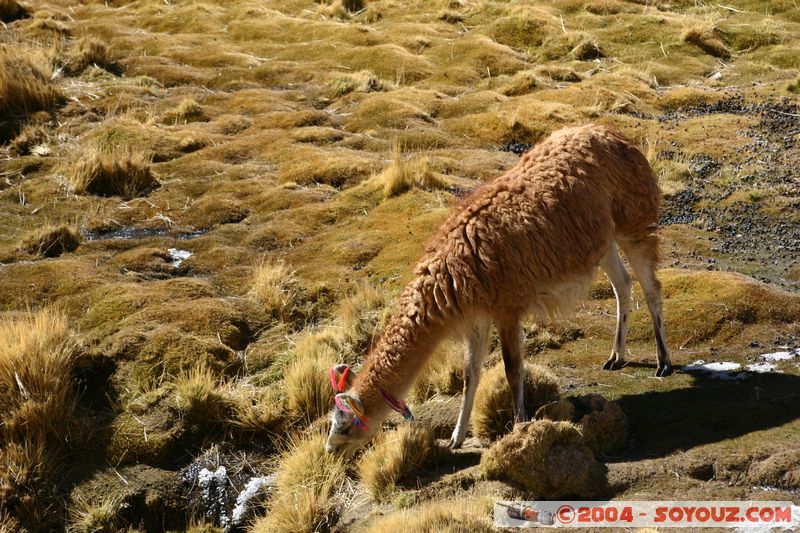 El Tatio - Machuca - Lama
Mots-clés: chile animals Lama