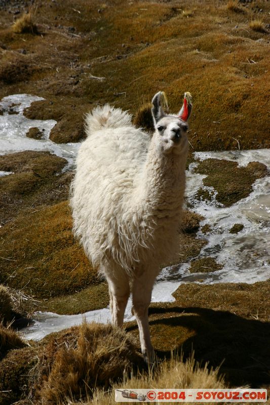 El Tatio - Machuca - Lama
Mots-clés: chile animals Lama