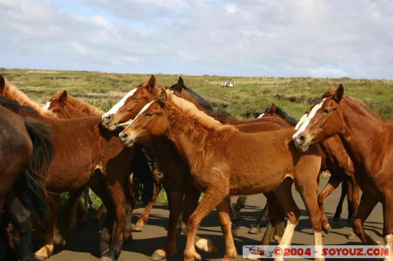 Ile de Paques - Ahu Tongariki - Chevaux
Mots-clés: chile Ile de Paques Easter Island animals cheval
