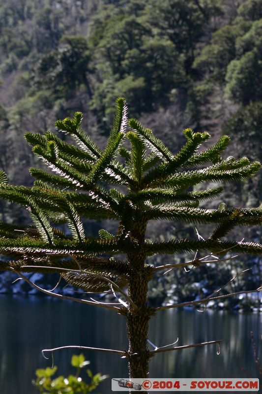 Parque Nacional Huerquehue - Lago Verde - Araucaria
Mots-clés: chile Arbres Araucaria