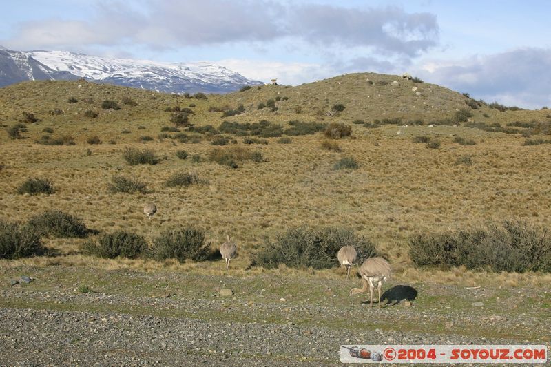 Parque Nacional Torres del Paine - Nandu
Mots-clés: chile animals oiseau Nandu
