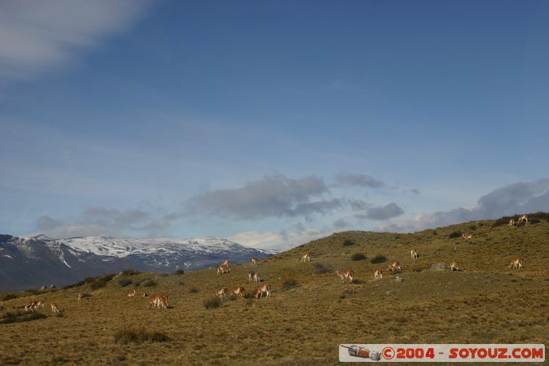 Parque Nacional Torres del Paine - Vicunas
Mots-clés: chile animals Vicuna