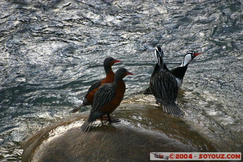 Parque Nacional Torres del Paine - Pato cortacorrientes
Mots-clés: chile animals oiseau canard Pato cortacorrientes