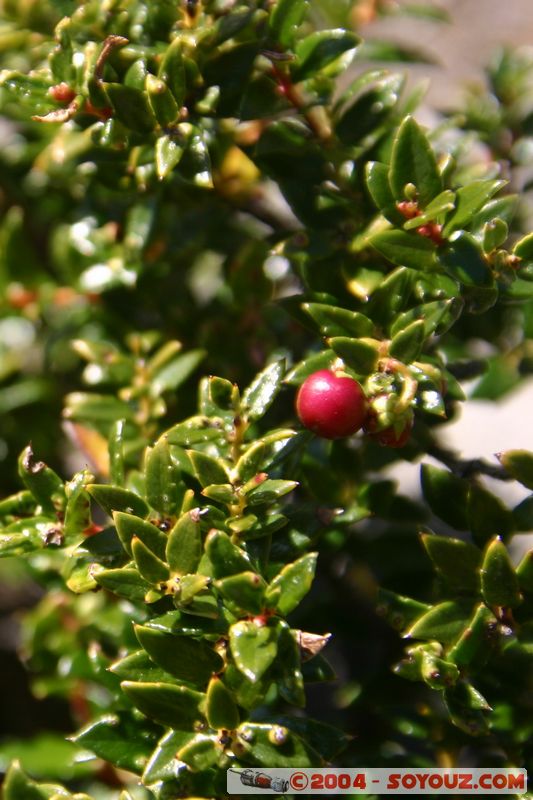 Parque Nacional Torres del Paine
Mots-clés: chile fruit plante