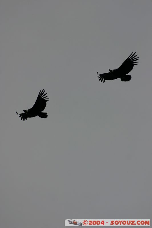 Parque Nacional Torres del Paine - Condors
Mots-clés: chile animals oiseau condor
