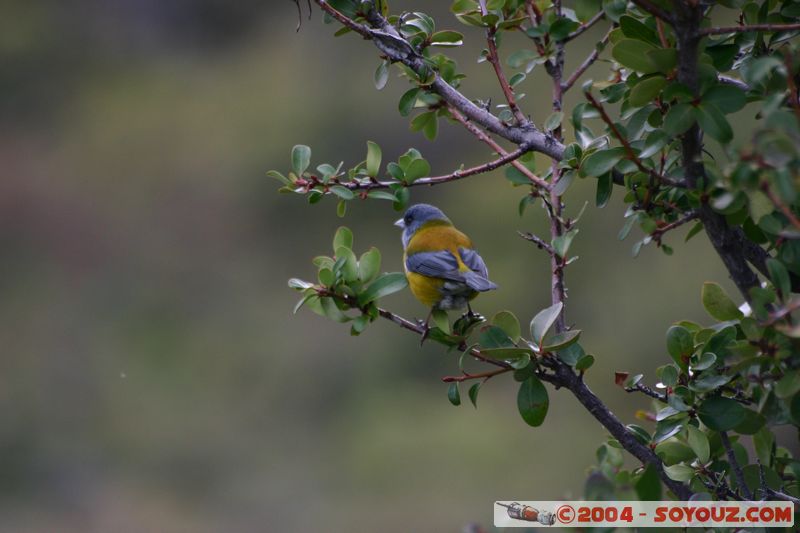 Parque Nacional Torres del Paine - Cometocino Patagonico
Mots-clés: chile animals oiseau Cometocino Patagonico