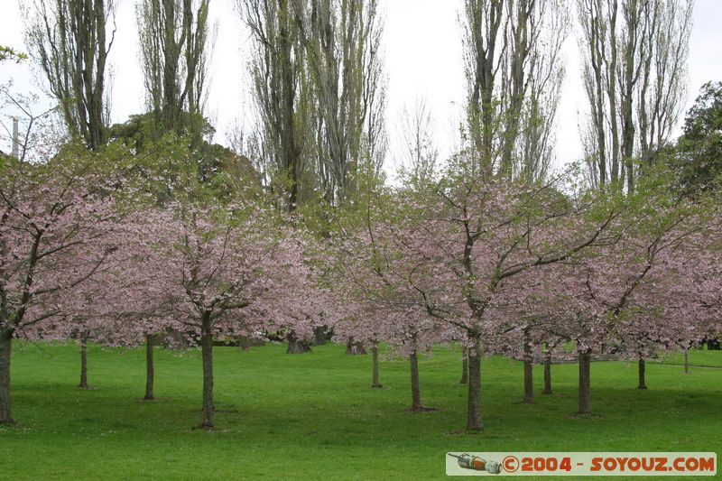 Auckland - Cornwall Park - Flower
Mots-clés: New Zealand North Island coast to coast fleur