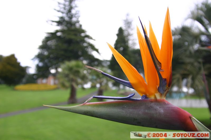 Auckland - Jellicode Park - Oiseau de paradis
Mots-clés: New Zealand North Island coast to coast fleur