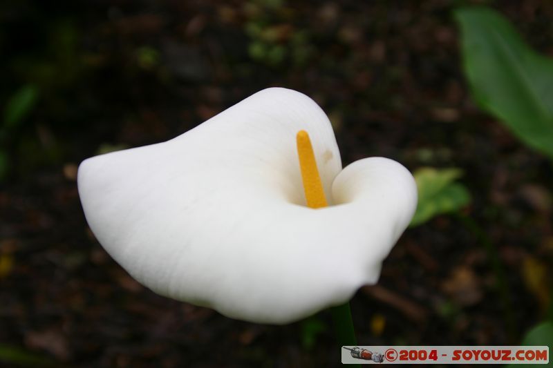 Auckland - Rongitoto Island - Flower
Mots-clés: New Zealand North Island fleur