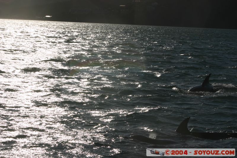 Bay of Islands - bottlenose dolphins
Mots-clés: New Zealand North Island animals Dauphin