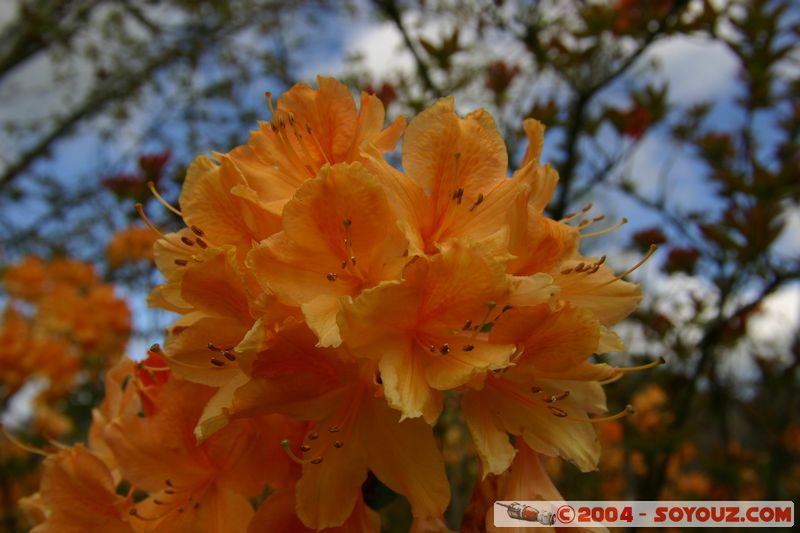 Rotorua - Kuirau Park - Flower
Mots-clés: New Zealand North Island fleur