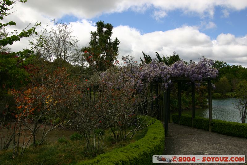 Rotorua - Kuirau Park
Mots-clés: New Zealand North Island fleur