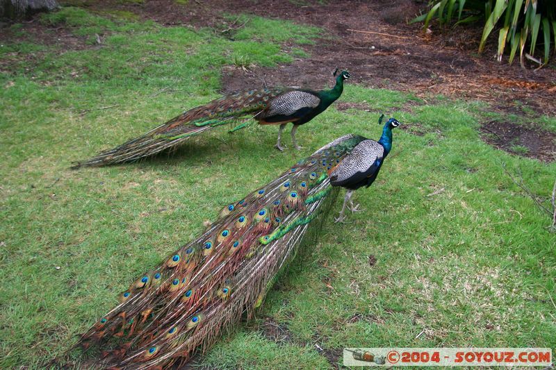 Hell's Gate - Peacock
Mots-clés: New Zealand North Island animals oiseau paon