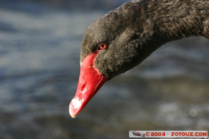 Lake Taupo - New Zealand Black Swan
Mots-clés: New Zealand North Island Lac animals oiseau Cygne