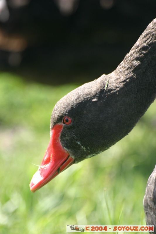 Lake Taupo - New Zealand Black Swan
Mots-clés: New Zealand North Island Lac animals oiseau Cygne