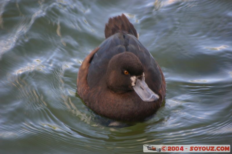 Lake Taupo - Duck
Mots-clés: New Zealand North Island Lac animals oiseau canard