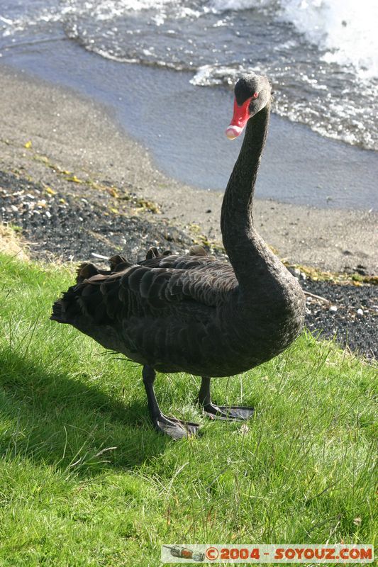 Lake Taupo - New Zealand Black Swan
Mots-clés: New Zealand North Island animals oiseau Cygne