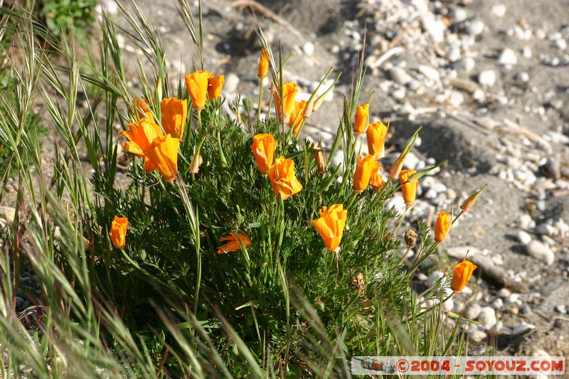 Lake Taupo - Flower
Mots-clés: New Zealand North Island fleur