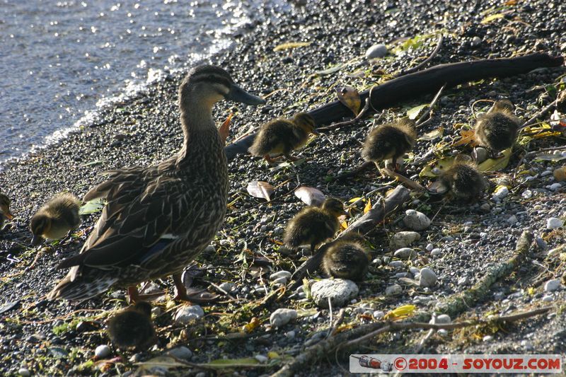 Lake Taupo - Duck and babies
Mots-clés: New Zealand North Island Lac animals oiseau canard