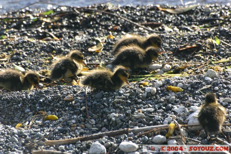 Lake Taupo - Ducklings
Mots-clés: New Zealand North Island Lac animals oiseau canard