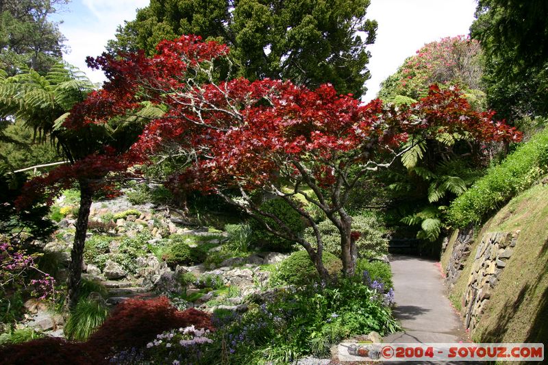 Wellington - Botanic Gardens
Mots-clés: New Zealand North Island fleur