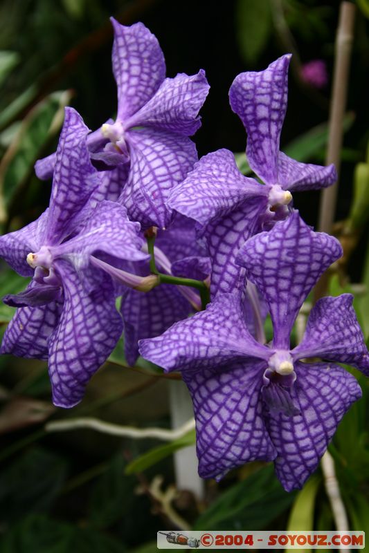 Wellington - Botanic Gardens
Mots-clés: New Zealand North Island fleur