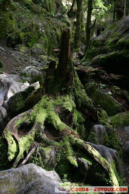 Abel Tasman National Park - Pikikiruna Range
Mots-clés: New Zealand South Island Arbres