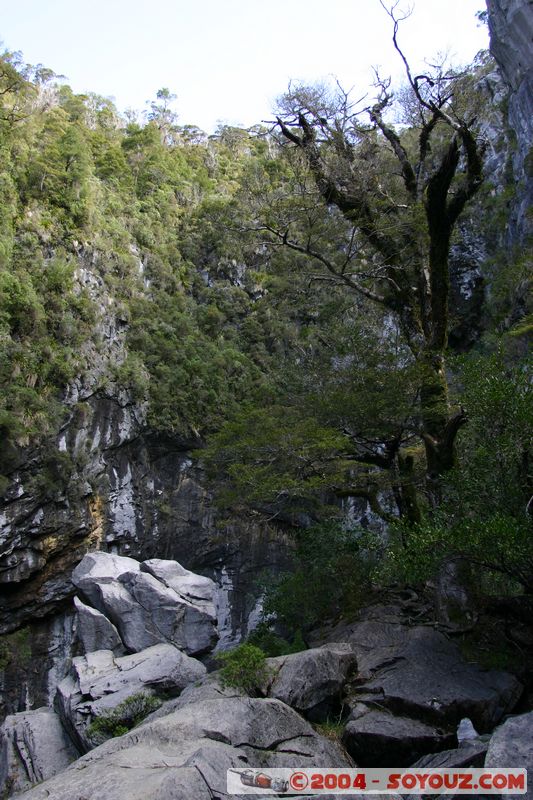 Abel Tasman National Park - Harwood Hole
Mots-clés: New Zealand South Island Arbres