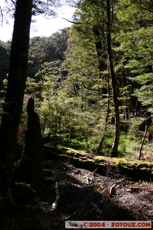 Abel Tasman National Park - Pikikiruna Range
Mots-clés: New Zealand South Island Arbres