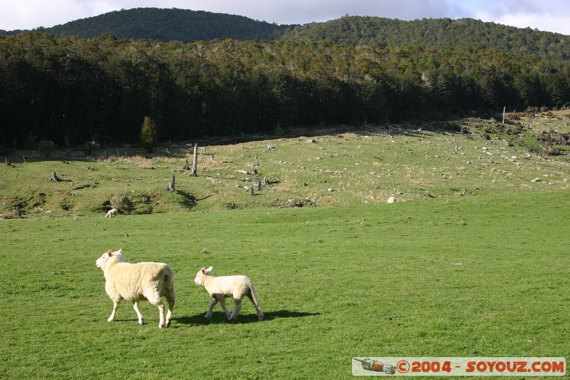 Abel Tasman National Park - Pikikiruna Range - Sheeps
Mots-clés: New Zealand South Island animals Mouton