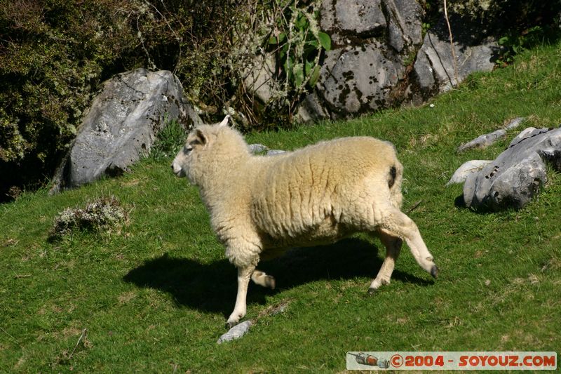 Abel Tasman National Park - Pikikiruna Range - Lamb
Mots-clés: New Zealand South Island animals Mouton