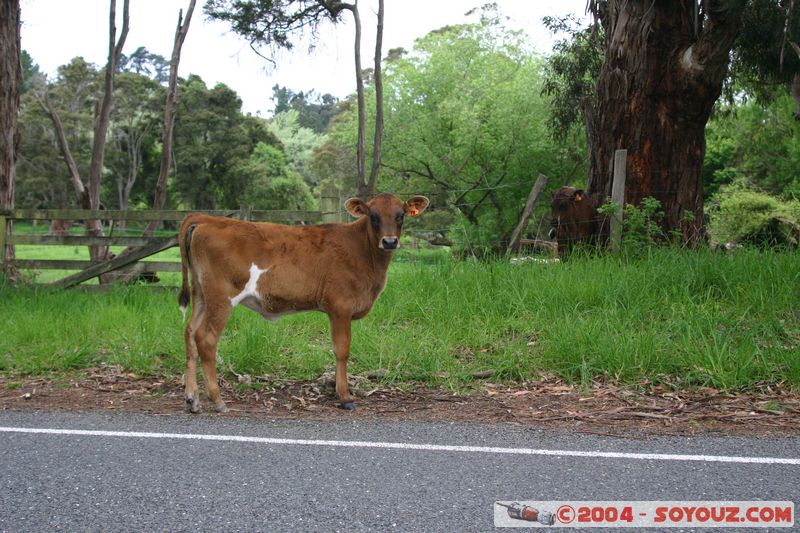 Along State Highway 7 - Calf
Mots-clés: New Zealand South Island animals vaches